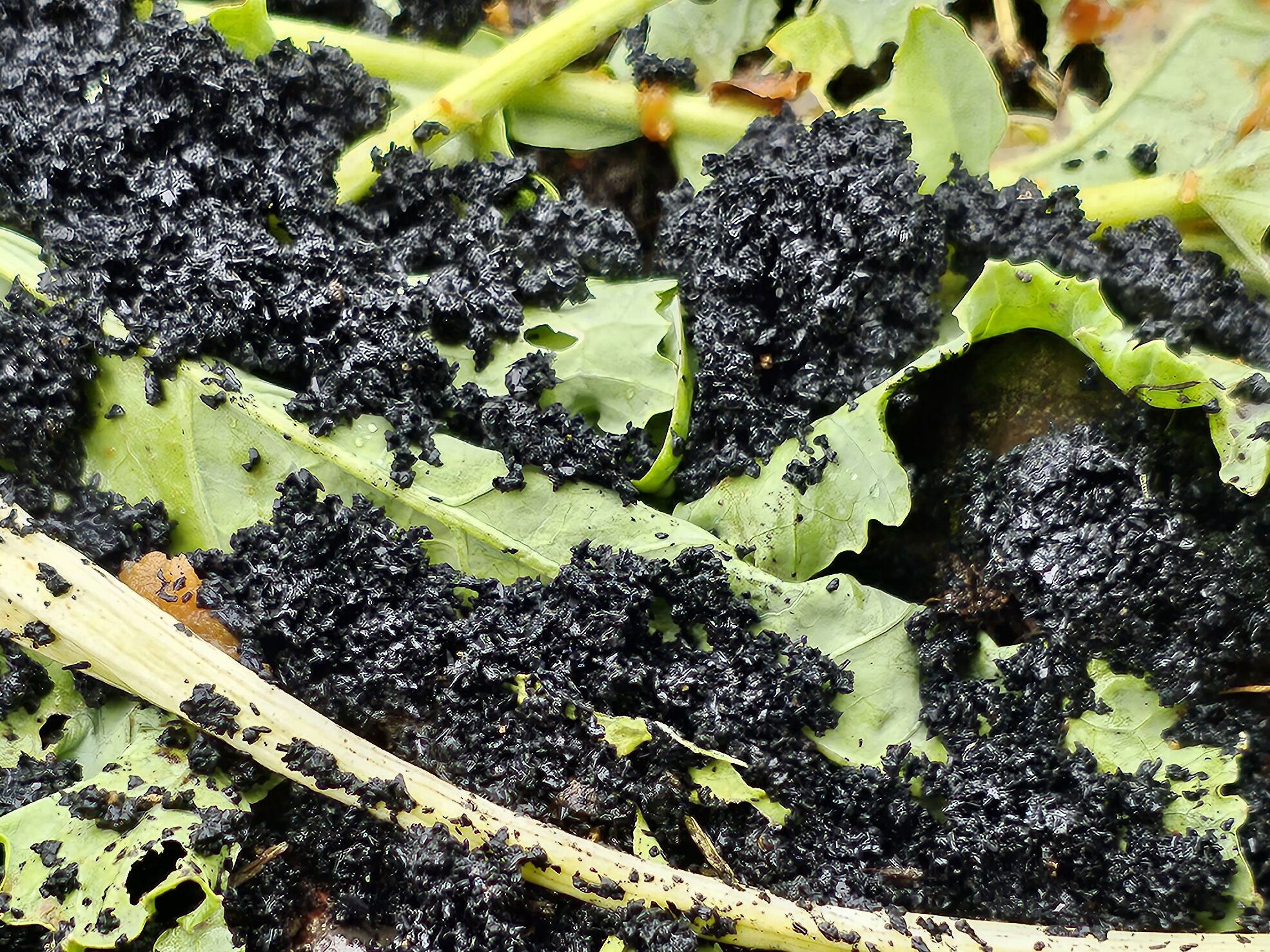 Activateur Bokashi — Du charbon de bois saturé en microorganismes effectifs (EM actif), utilisé comme activateur pour les seaux Bokashi (compostage anaérobie de cuisine).