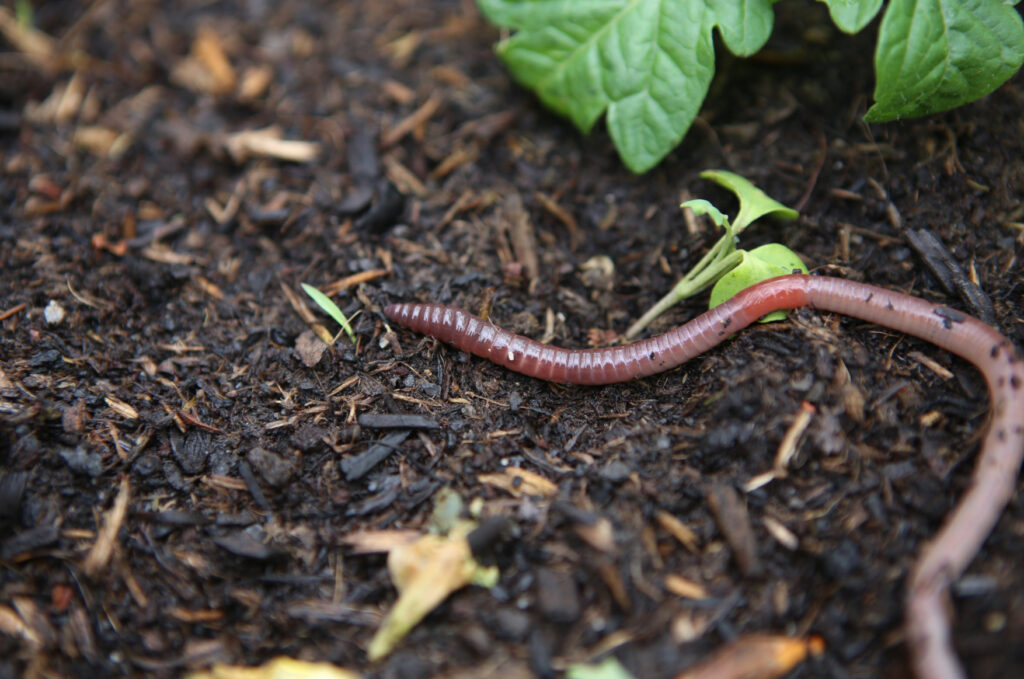 Activateur compost — Du charbon de bois enrichi en microorganismes effectifs (EM actif), destiné aux composteurs de jardin classiques.